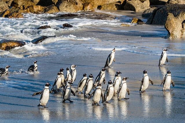 Cape Peninsula, Penguins, Cape Point and Hout Bay Ocean Tour