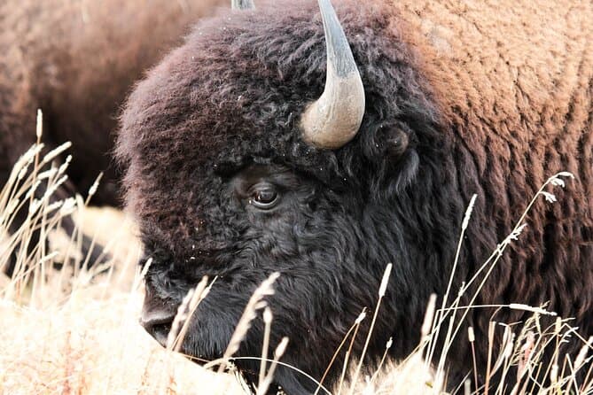 Best Antelope Island Tours & Salt Lake City Adventures