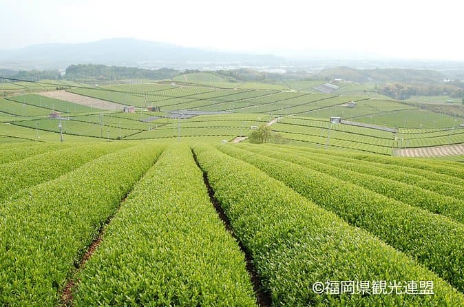 Best Fukuoka Whiskey Tasting & Nightlife Experiences