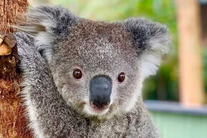 Sydney Wildlife: Reptile Park Tours