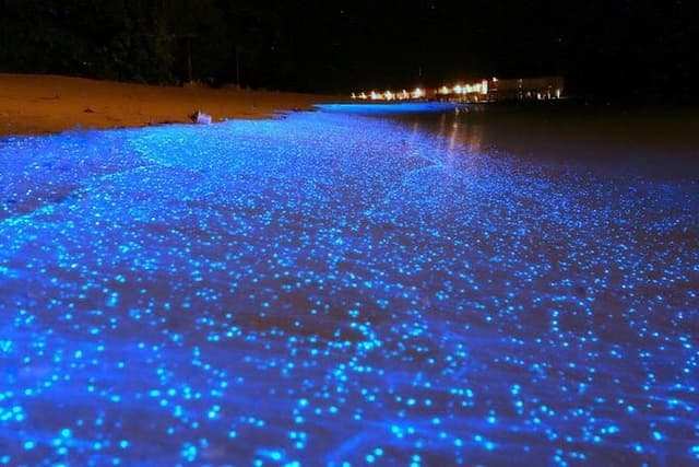 Mystical Nights: Fireflies & Blue Tears Adventure