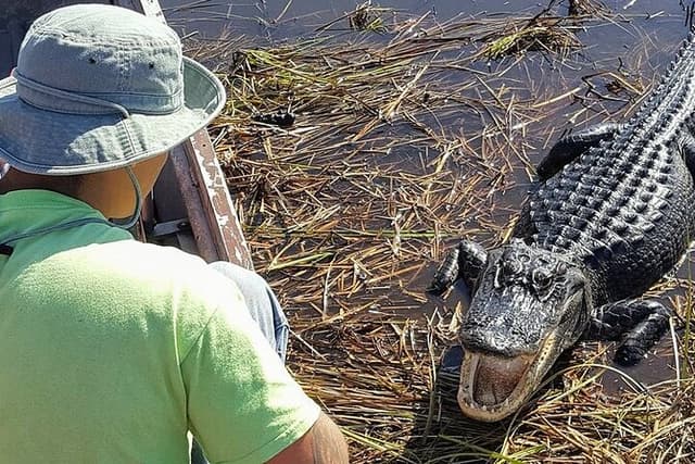 Half-day Everglades National Park Tour and 1-Hour Air Boat Ride