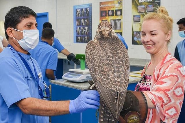 Abu Dhabi Falcon Hospital Tour with Expert Guide