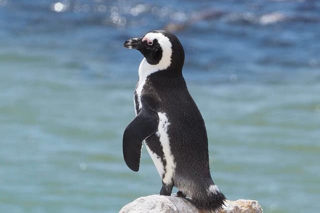 Best Of The Cape 8 Hour Private Tour