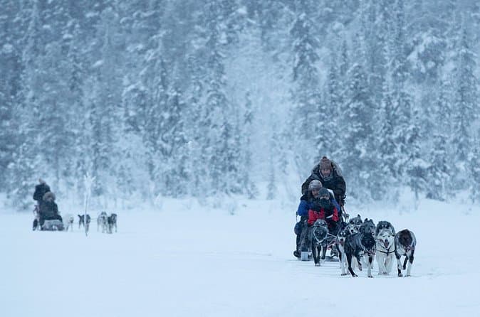 Best Dog Sledding Tours in Kiruna