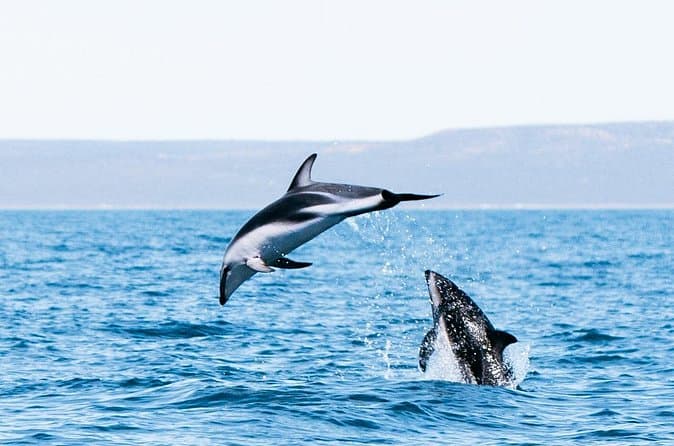 Best El Doradillo Whale Watching Experiences