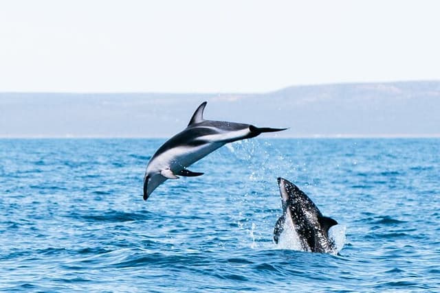 Nautical Adventure in Search of Dolphins