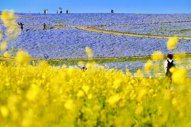 Spring Hitachi Seaside & Ashikaga Flower Park Tour from Tokyo