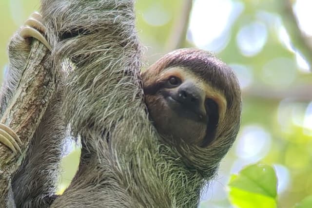 Manuel Antonio Park Guided Tour with Ticket Included Option