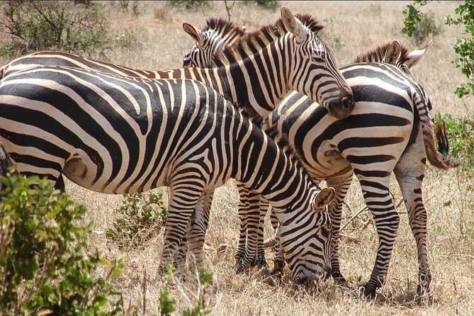 Amboseli & Tsavo Safari Adventure