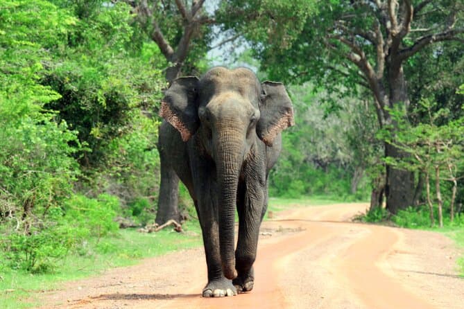 Top-Rated Yala Safari Tours from Galle