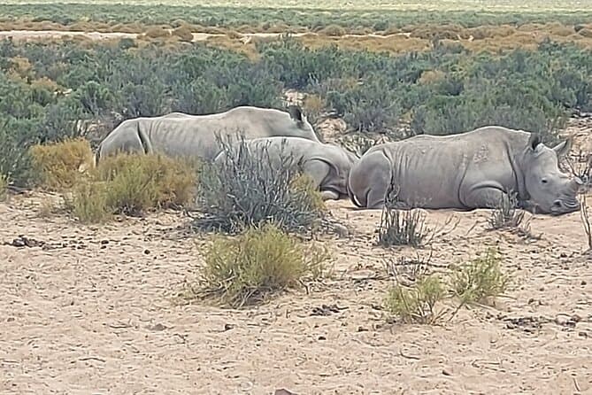 Best Aquila Game Reserve Safari Tours from Cape Town