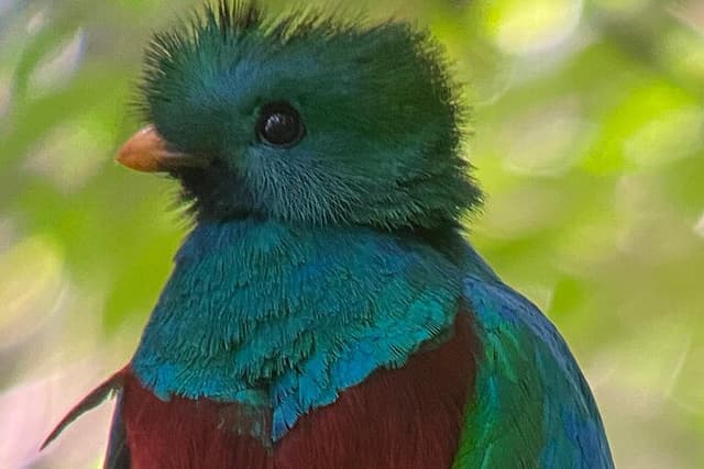 Monteverde Cloud Forest Preserve Tour