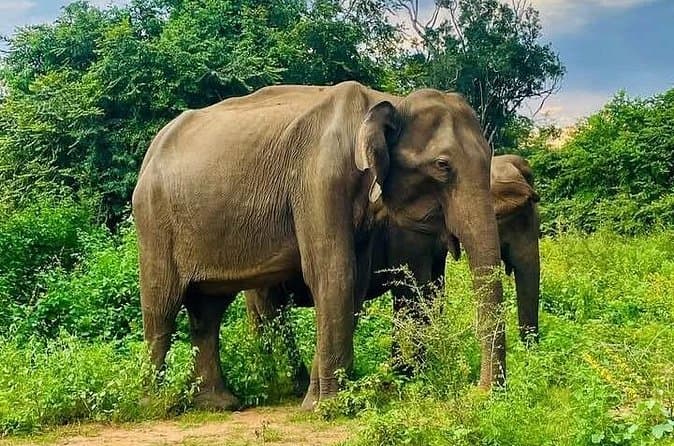 Best Udawalawe Jeep Safaris from Galle