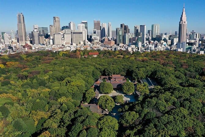 Authentic Meiji Shrine Walking Tour: Tokyo's Sacred Escape
