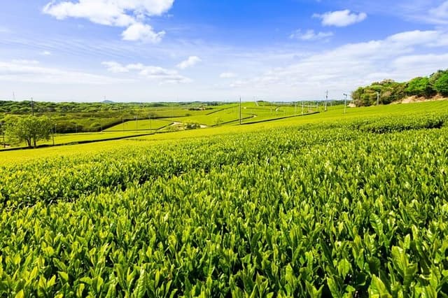 Fujikawachi Tea Fields Walking Tour and Learn Yamaguchi Tea