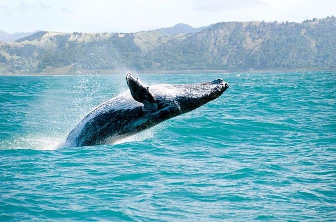 Best Rated Kauai Whale Watching Options