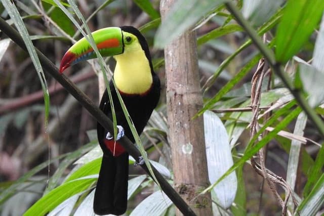 Highlights of Birdwatching and nature in the Pipeline Road