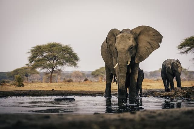 Pilanesberg Day Safari Tour