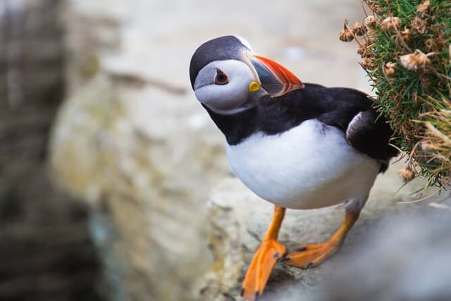 Taxi / Tours of Orkney (self guided)