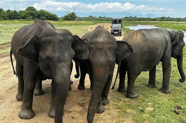 Udawalawe Elephant Safari – Private & Shared Jeep