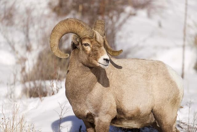 Northern Yellowstone Safari from Cody, WY
