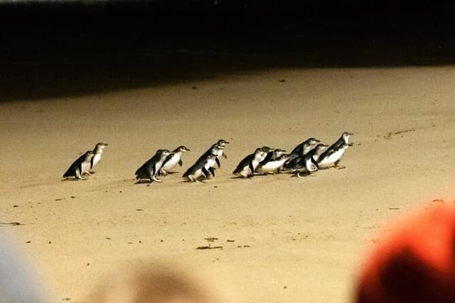 Phillip Island Penguins & Wildlife Day Tour from Melbourne