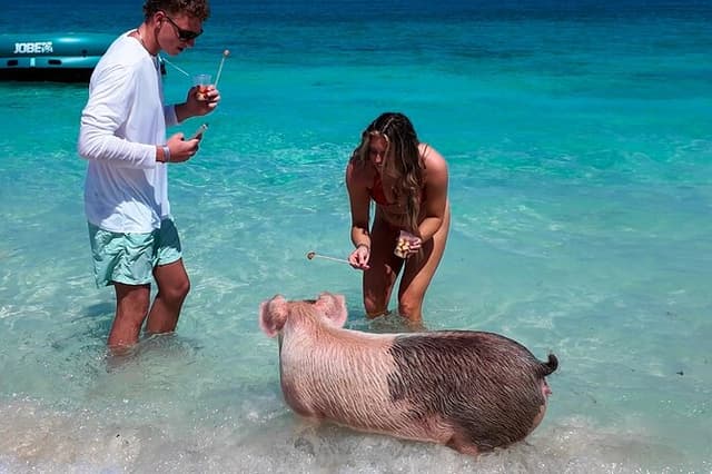 Swimming Pigs, Snorkeling and Beach Tour in Nassau Bahamas