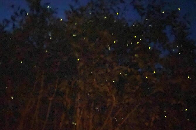 Magical Kuala Lumpur Fireflies Night Tour Experience