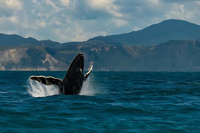 Kaikoura Day Tour From Christchurch