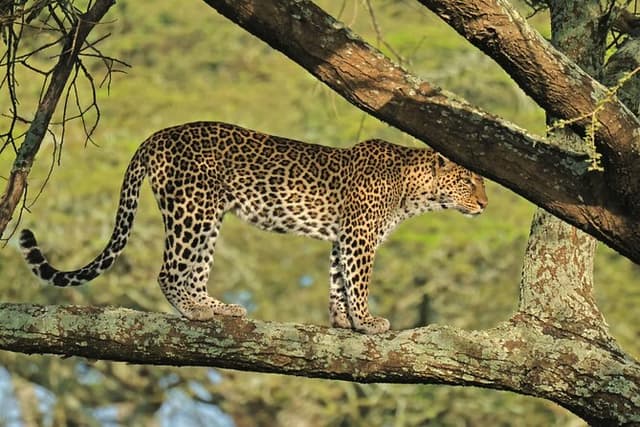 4 Days Ruaha National Park Safari