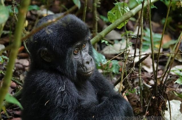 A Journey Through Nature and Wildlife 6 Days/5 Nights