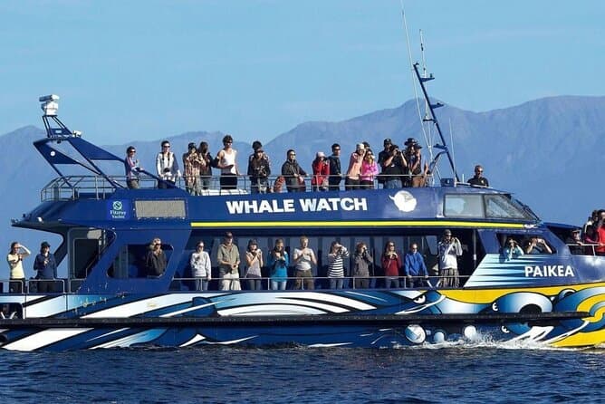Best Kaikoura Whale Watching Tours from Christchurch