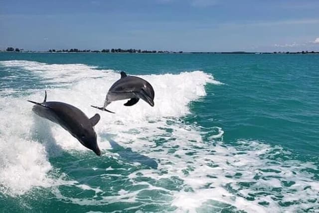 !! Flippers Fun Boat !! Dolphin Adventure Clearwater Beach!
