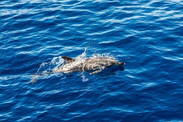 Ortigia-blue cave island tour with dolphin sighting