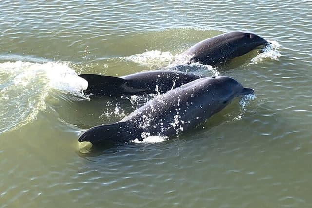 Private Morning Sail, Dolphin and History Tour on Mystique