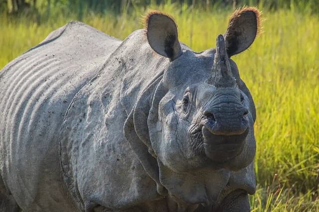Chitwan Jungle Safari