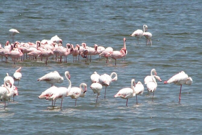 Highlights of Walvis Bay Private Tour
