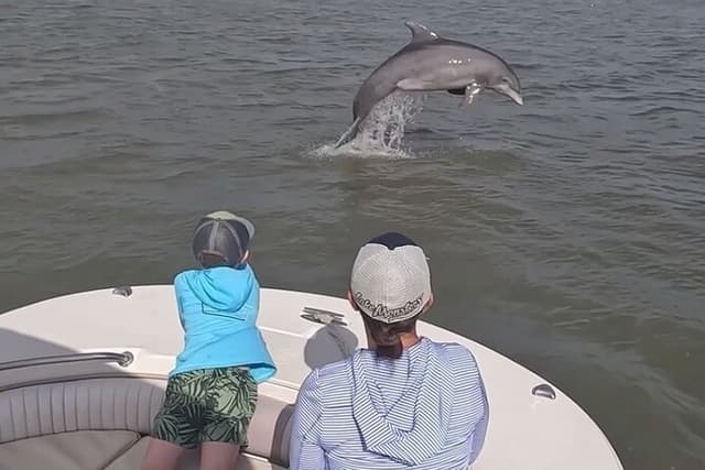 90-Minute Private Dolphin Tour in Hilton Head Island