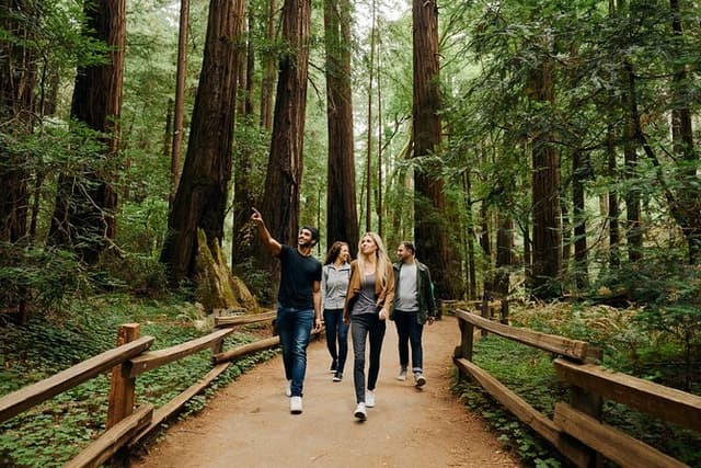 San Francisco City Tour, Muir Woods & Sausalito: Half or Full Day