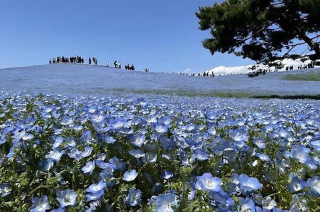 Hitachi Seaside Park & Nakaminato fish market tour