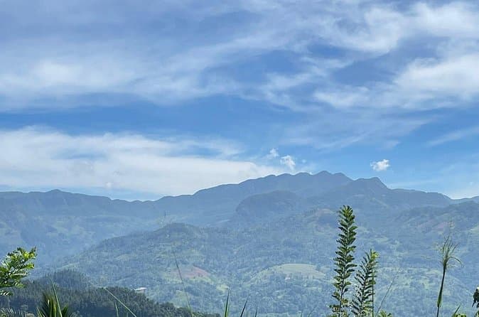Compare Best Single Tree Hill Hike Tours