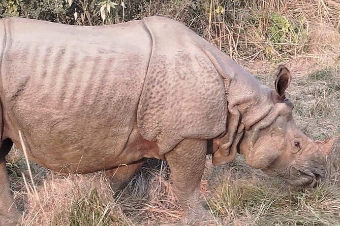 Best Chitwan Safari Tours from Kathmandu