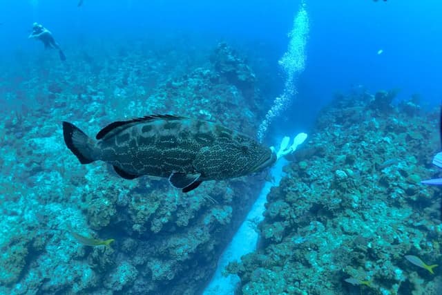 Belize Barrier Reef Two Tank Dive Experience / San Pedro Town