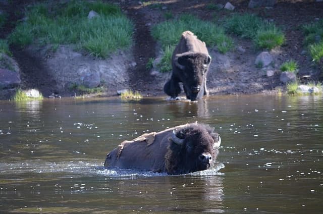 Lamar Valley Wildlife Hike in Yellowstone Full Day with Lunch