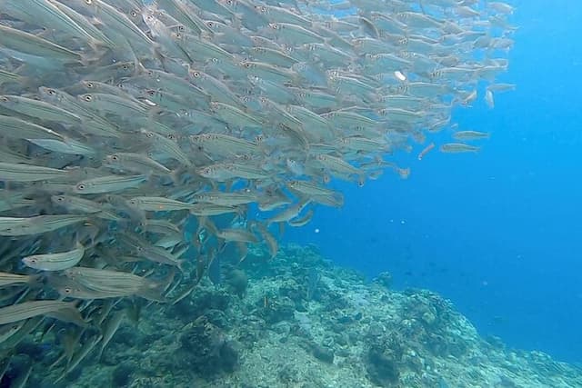 Napaling Sardines, Hinagdanan Cave and Twin Falls Adventure