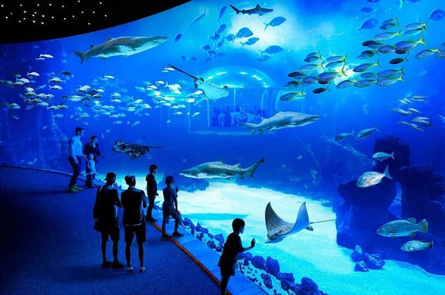 Aquarium Poema del Mar and Bus TUI Package