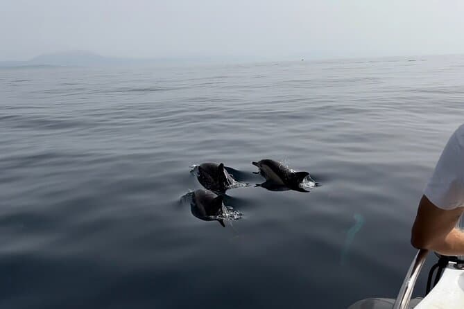 Compare Best Dolphin & Whale Watching Tours in Seville