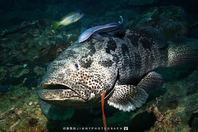 Miri Coral Reef Day Dive