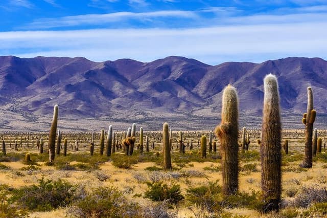 From Salta: Full-day tour to Cachi and Los Cardones National Park
